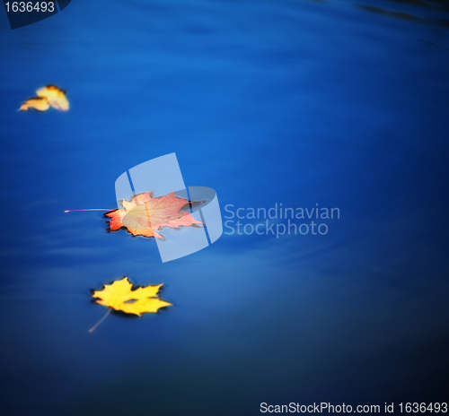 Image of maple leaves on water