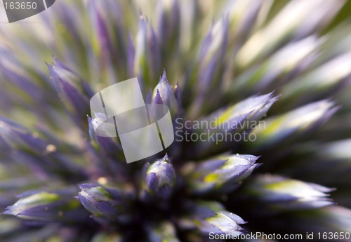 Image of Macro of a flower