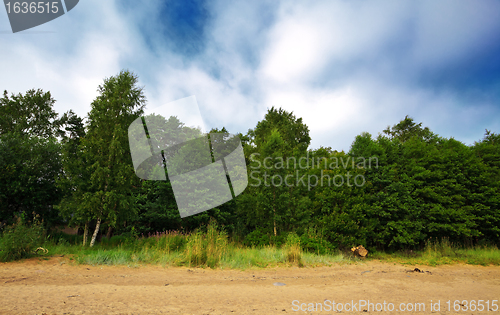 Image of forest under cloudy sky	