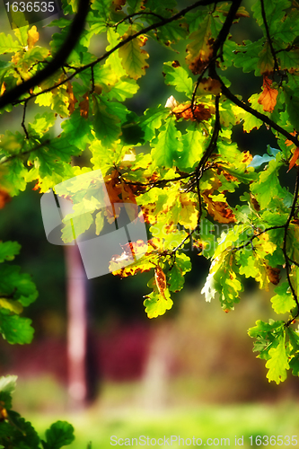 Image of autumn oak leaves