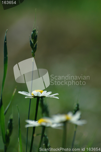 Image of Soft summer landscape