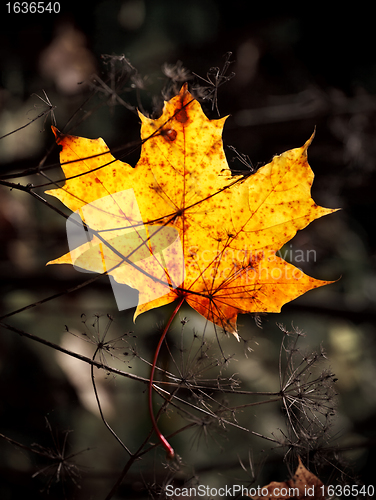 Image of autumn mapple leaf