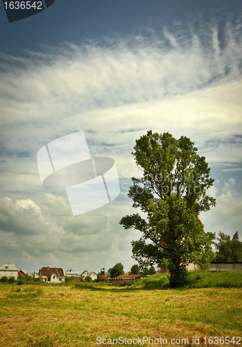 Image of landscape with big tree