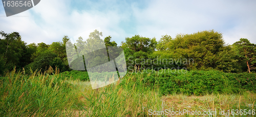 Image of forest under blue sky