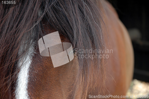 Image of Horse head