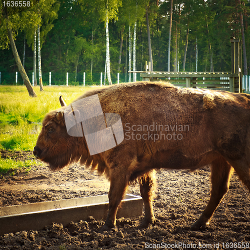 Image of aurochs in wildlife sanctuary