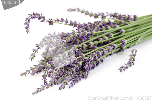 Image of lavender flowers