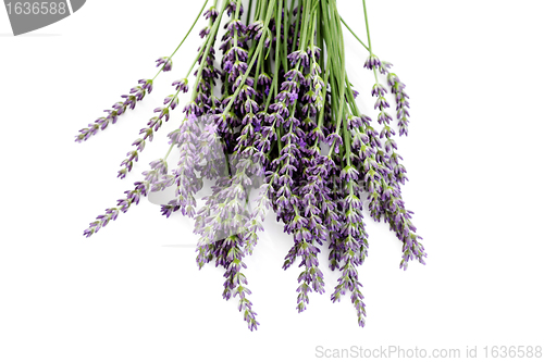 Image of lavender flowers