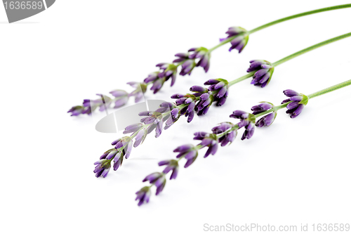 Image of lavender flowers