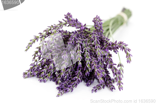 Image of lavender flowers