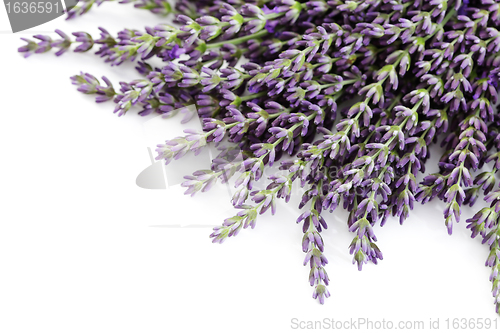 Image of lavender flowers