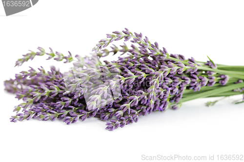 Image of lavender flowers