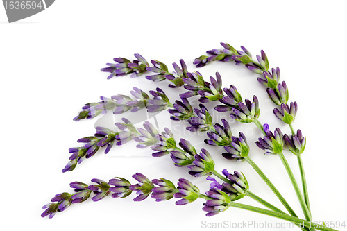 Image of lavender flowers