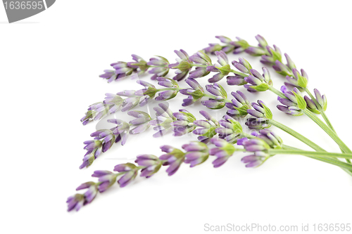 Image of lavender flowers