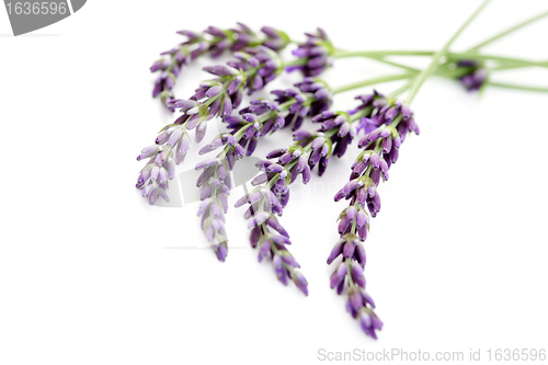 Image of lavender flowers