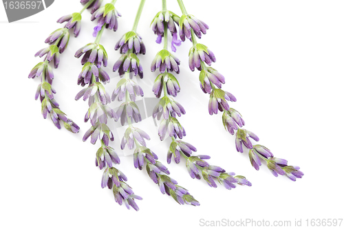 Image of lavender flowers