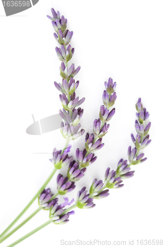 Image of lavender flowers