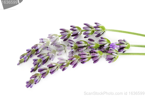 Image of lavender flowers