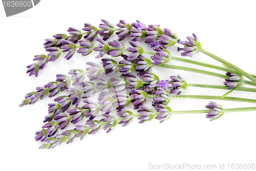 Image of lavender flowers
