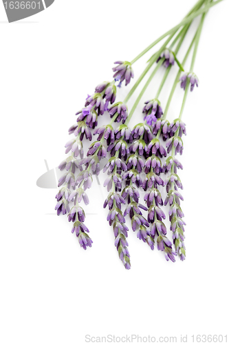 Image of lavender flowers