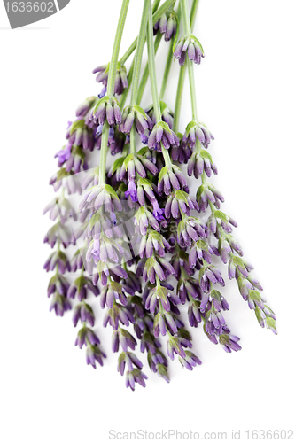 Image of lavender flowers