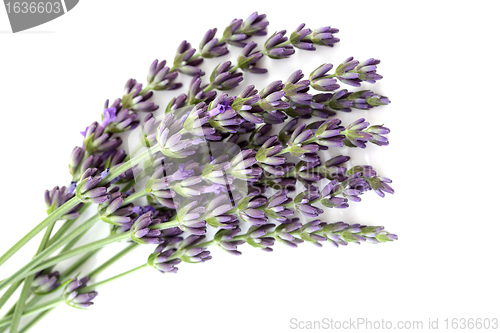 Image of lavender flowers