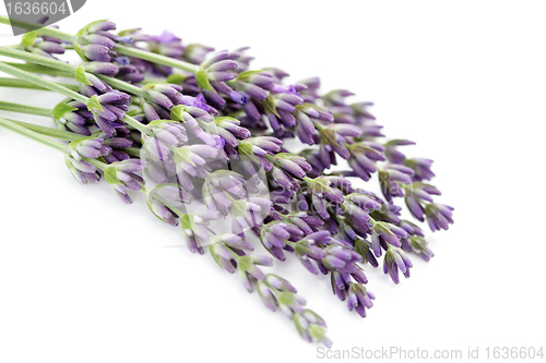 Image of lavender flowers