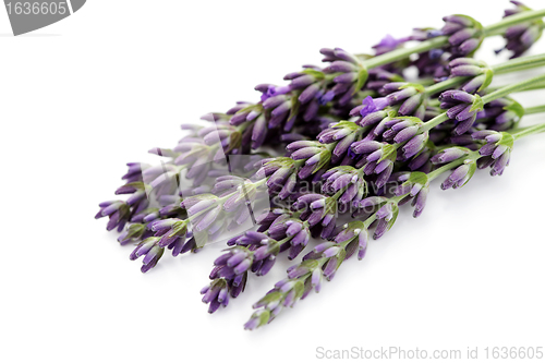 Image of lavender flowers