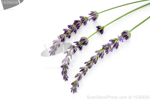 Image of lavender flowers