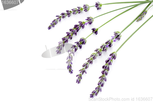 Image of lavender flowers