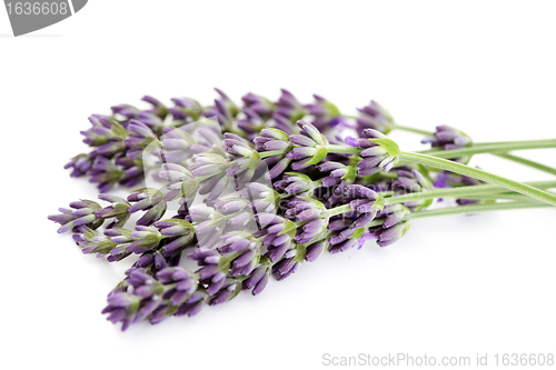 Image of lavender flowers