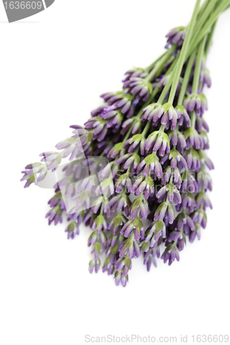 Image of lavender flowers