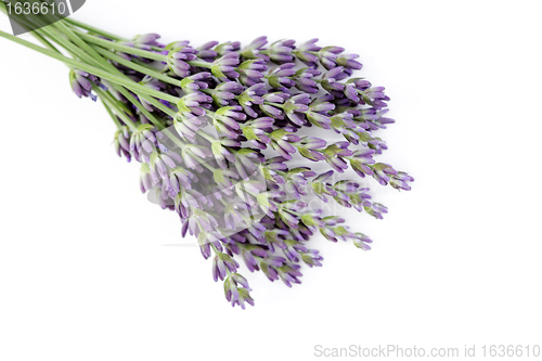Image of lavender flowers