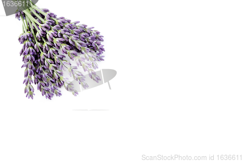 Image of lavender flowers