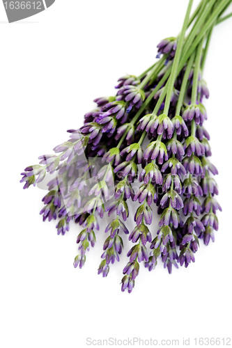 Image of lavender flowers