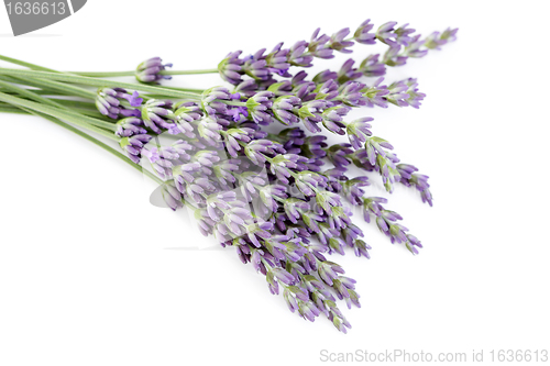 Image of lavender flowers