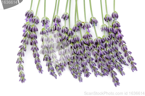 Image of lavender flowers