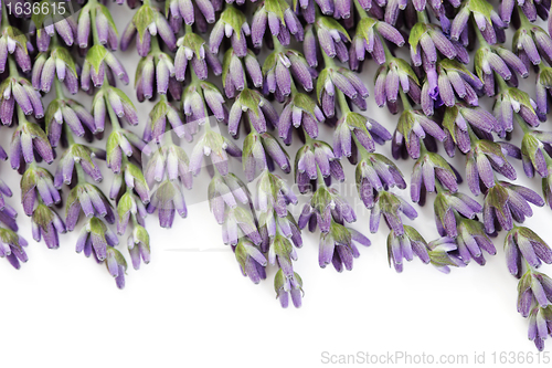 Image of lavender flowers