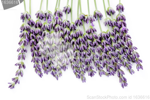 Image of lavender flowers