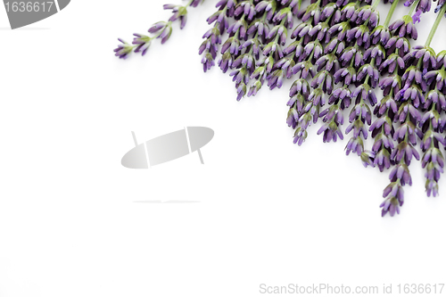 Image of lavender flowers