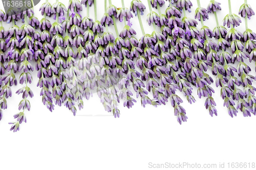 Image of lavender flowers