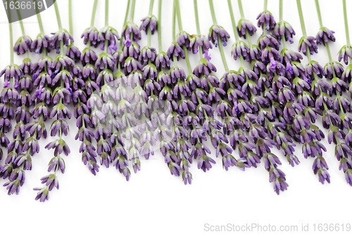 Image of lavender flowers
