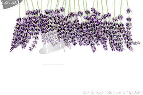 Image of lavender flowers