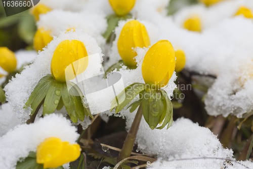 Image of winter aconites