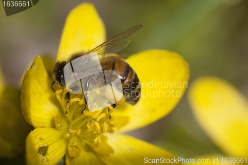 Image of pollinating bee