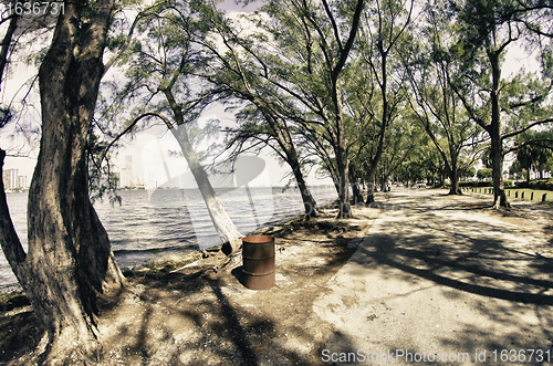 Image of Vegetation of Hobie Island Beach Park in Miami