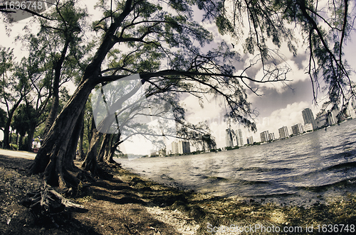 Image of Trees and Miami view from Hobie Island