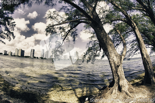 Image of Vegetation of Hobie Island Beach Park in Miami