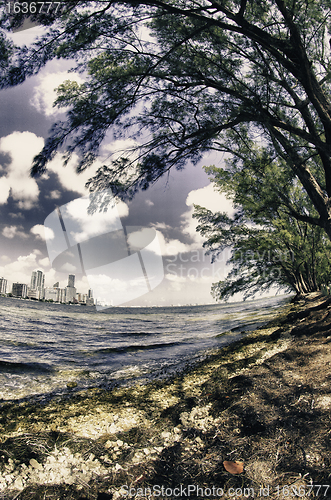 Image of Trees and Miami view from Hobie Island