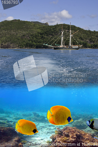 Image of Marine Life in the Whitsundays, Australia